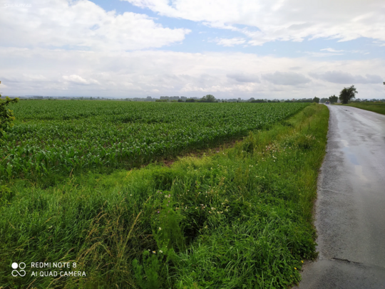 Prodej komerčního pozemku 13 103 m² Dolní Roveň